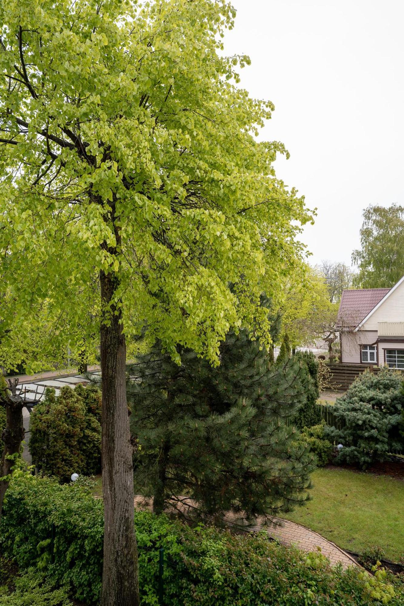 Ema Palanga Exterior foto